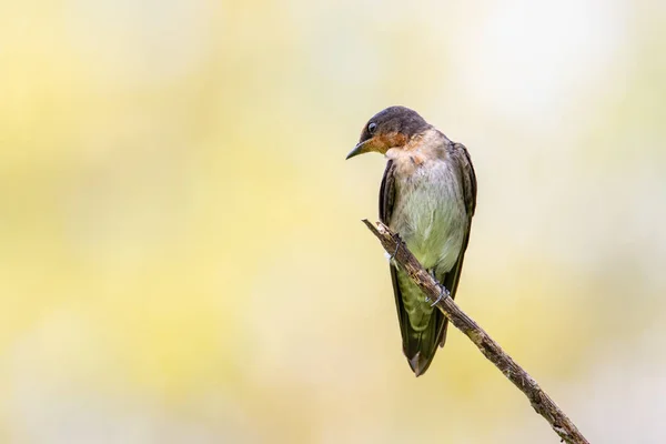 Nahaufnahme Des Pazifischen Schwalbenvogels Der Auf Einem Zweig Mit Naturgrünem — Stockfoto