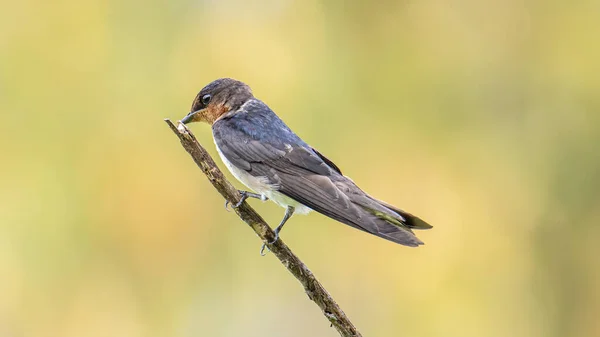 Zbliżenie Pacyfik Jaskółka Ptak Stojący Gałęzi Natura Zielony Tło — Zdjęcie stockowe