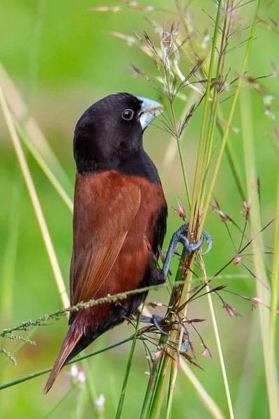 美しい小さな鳥 自然の背景を持つ草の上に立つ栗ムニア — ストック写真