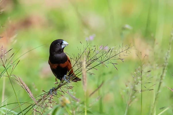 Schöner Kleiner Vogel Kastanien Munia Steht Auf Den Gräsern Mit — Stockfoto