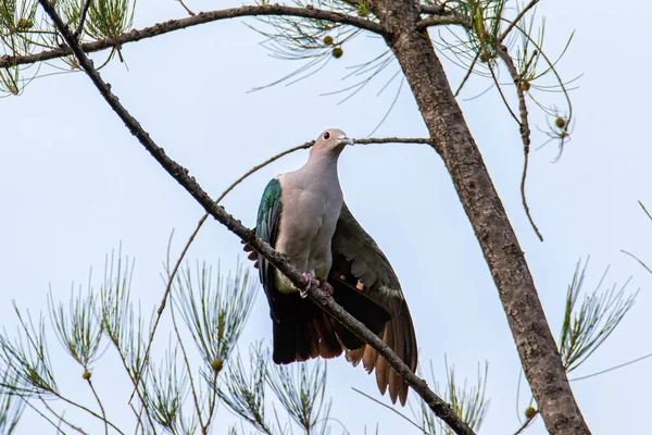 Groene Keizerlijke Duif Ducula Aenea Een Tak Natuurgebieden — Stockfoto