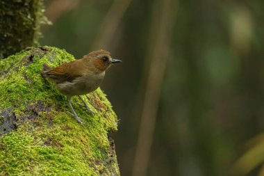 Doğa kuşu Bornean Gölgesi sakinleri Sabah, Borneo 'da derin yeşil ormanda