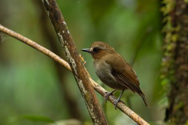 Doğa kuşu Bornean Gölgesi sakinleri Sabah, Borneo 'da derin yeşil ormanda