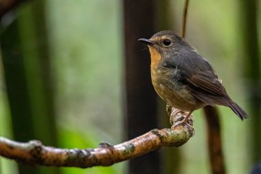 Karlı Kaşlı Kuş türünün doğa kuşu Borneo, Sabah, Malezya 'da bulunan dalda sinekkapanı tünemişti..
