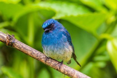 Sabah, Borneo 'daki doğa alışkanlıklarında tünemekte olan Indigo Flycatcher (Eumyias Indigo) olarak bilinen güzel mavi kuş.