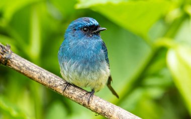 Sabah, Borneo 'daki doğa alışkanlıklarında tünemekte olan Indigo Flycatcher (Eumyias Indigo) olarak bilinen güzel mavi kuş.