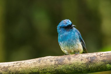 Sabah, Borneo 'daki doğa alışkanlıklarında tünemekte olan Indigo Flycatcher (Eumyias Indigo) olarak bilinen güzel mavi kuş.