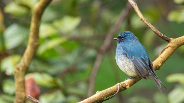 Sabah, Borneo 'daki doğa alışkanlıklarında tünemekte olan Indigo Flycatcher (Eumyias Indigo) olarak bilinen güzel mavi kuş.
