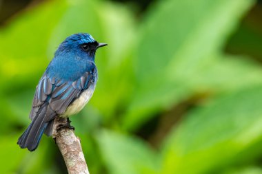 Sabah, Borneo 'daki doğa alışkanlıklarında tünemekte olan Indigo Flycatcher (Eumyias Indigo) olarak bilinen güzel mavi kuş.