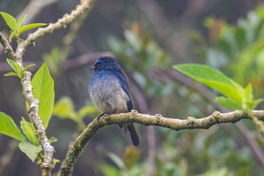 Sabah, Borneo 'daki doğa alışkanlıklarında tünemekte olan Indigo Flycatcher (Eumyias Indigo) olarak bilinen güzel mavi kuş.
