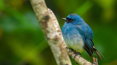 Sabah, Borneo 'daki doğa alışkanlıklarında tünemekte olan Indigo Flycatcher (Eumyias Indigo) olarak bilinen güzel mavi kuş.