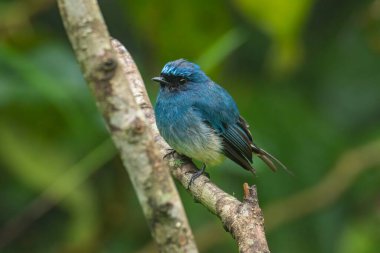 Sabah, Borneo 'daki doğa alışkanlıklarında tünemekte olan Indigo Flycatcher (Eumyias Indigo) olarak bilinen güzel mavi kuş.