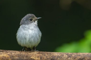 Borneo, Sabah, Malezya 'da bulunan tünekte bulunan Küçük Pied Flycatcher' ın doğa kuş türü..