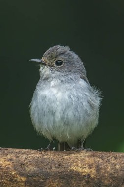Borneo, Sabah, Malezya 'da bulunan tünekte bulunan Küçük Pied Flycatcher' ın doğa kuş türü..