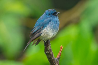 Sabah, Borneo 'daki doğa alışkanlıklarında tünemekte olan Indigo Flycatcher (Eumyias Indigo) olarak bilinen güzel mavi kuş.