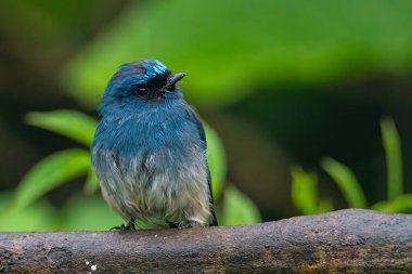 Sabah, Borneo 'daki doğa alışkanlıklarında tünemekte olan Indigo Flycatcher (Eumyias Indigo) olarak bilinen güzel mavi kuş.