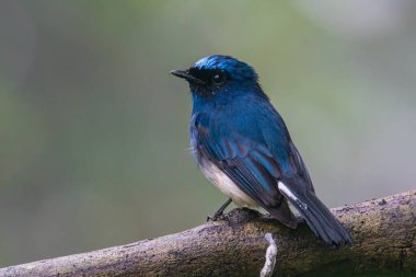 Sabah, Borneo 'daki doğa alışkanlıklarında tünemekte olan Indigo Flycatcher (Eumyias Indigo) olarak bilinen güzel mavi kuş.