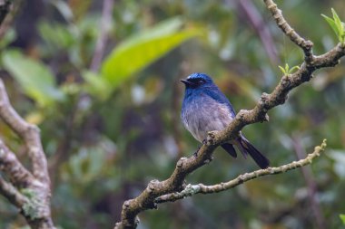 Sabah, Borneo 'daki doğa alışkanlıklarında tünemekte olan Indigo Flycatcher (Eumyias Indigo) olarak bilinen güzel mavi kuş.