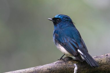 Sabah, Borneo 'daki doğa alışkanlıklarında tünemekte olan Indigo Flycatcher (Eumyias Indigo) olarak bilinen güzel mavi kuş.