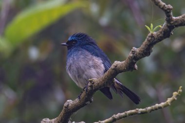 Sabah, Borneo 'daki doğa alışkanlıklarında tünemekte olan Indigo Flycatcher (Eumyias Indigo) olarak bilinen güzel mavi kuş.