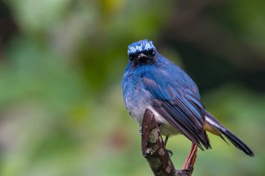 Sabah, Borneo 'daki doğa alışkanlıklarında tünemekte olan Indigo Flycatcher (Eumyias Indigo) olarak bilinen güzel mavi kuş.