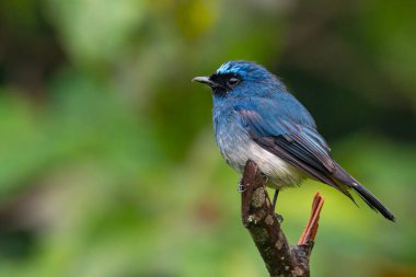 Sabah, Borneo 'daki doğa alışkanlıklarında tünemekte olan Indigo Flycatcher (Eumyias Indigo) olarak bilinen güzel mavi kuş.