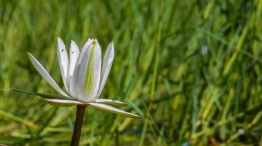 Arka plan kullanımı için bahçe havuzu üzerinde sulu zambak