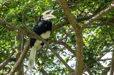 Doğulu boynuz gagalı (Anthracoceros albirostris) merdiveni doğanın dalında üstümüzde.