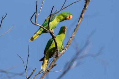 Mavi peçeli papağanın doğa kuşu aynı zamanda doğa alışkanlıklarında mavi taçlı yeşil papağan.