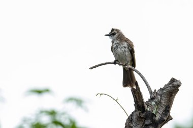 Doğa kuşları tünemekte olan sarı kanatlı bülbül.