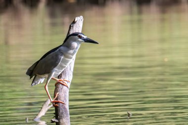 Sabah, Borneo 'da siyah taçlı balıkçıl kuşu.