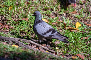 Güzel hız yarışçısı güvercin kuşu, kaya güvercini ya da yerdeki güvercin kuşunun kafasından yakın çekim