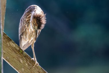 Rufous Night Heron 'un (toyluk) doğa kuşu Sabah, Borneo' da sulak arazide.