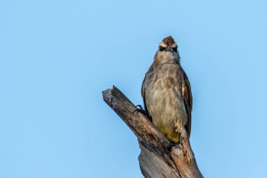 Doğa kuşu sabah vakti tünemekte olan sarı kanatlı bülbül.
