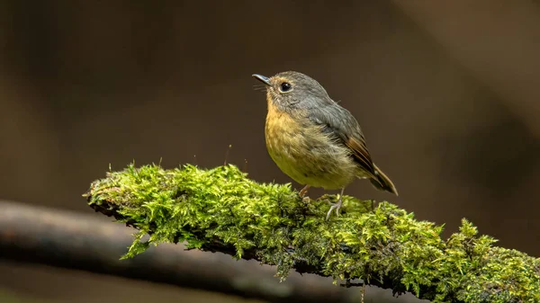 Naturen Dyreliv Fuglearter Snowy Browed Flycatcher Aborre Gren Som Findes - Stock-foto