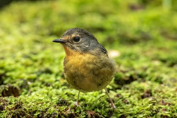 Natur Wildtiere Vogelarten Von Snowy Brauen Fliegenschnäpper Barsch Auf Zweig — Stockfoto