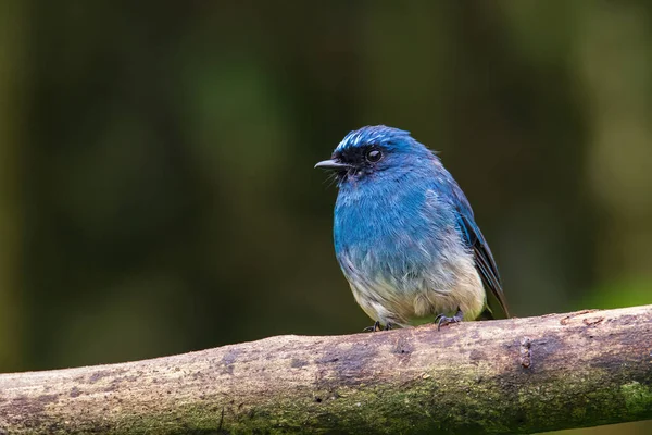 Krásný Modrý Pták Známý Jako Indigo Flycatcher Eumyias Indigo Bidýlku — Stock fotografie