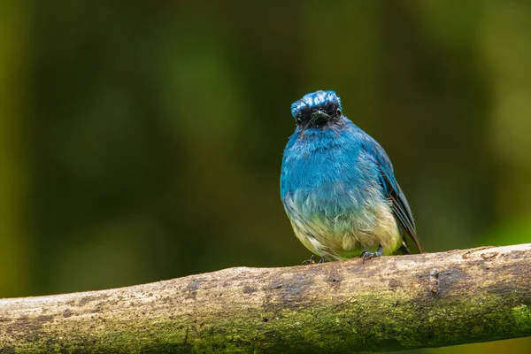 婆罗洲沙巴市 美丽的蓝色小鸟 被称为 靛蓝捕鸟 Eumyias Indigo 栖息在大自然的习性中 — 图库照片