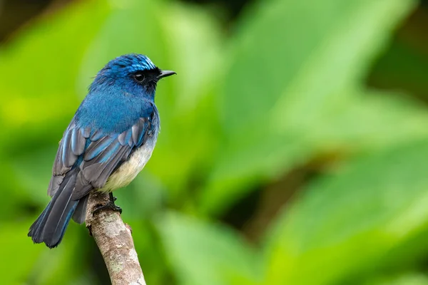 Krásný Modrý Pták Známý Jako Indigo Flycatcher Eumyias Indigo Bidýlku — Stock fotografie