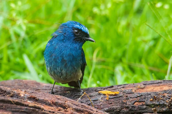 Красивая Голубая Птица Известная Индиго Flycatcher Eumyias Indigo Окуня Природу — стоковое фото