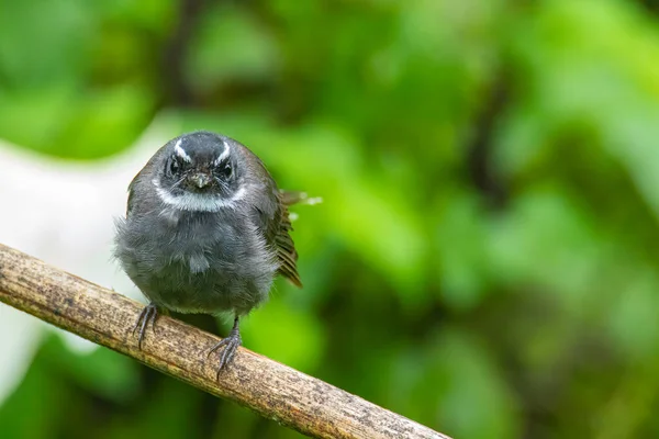 Pájaro Silvestre Garganta Blanca Rhipidura Albicollis Pequeño Pájaro Paseriforme Encuentra — Foto de Stock