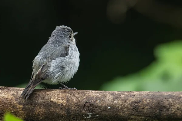 マレーシアのサバ州ボルネオで発見されたパーチの上の小さなパイフライキャッチャーの自然野生生物鳥種 — ストック写真