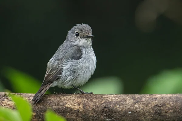 Természet Vadon Élő Madárfaj Kis Patkányfogó Sügér Található Borneo Sabah — Stock Fotó