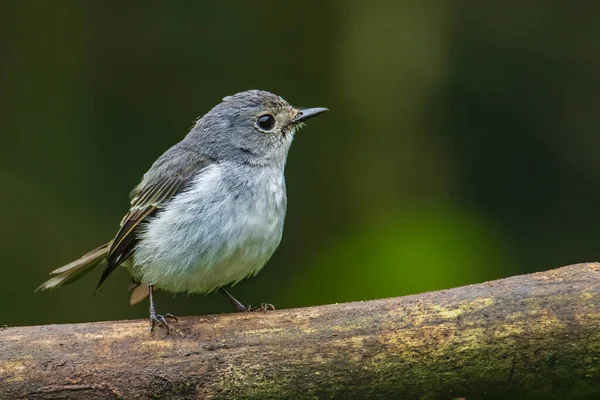 Види Диких Птахів Роду Little Pied Flycatcher Сідалі Знайдені Борнео — стокове фото
