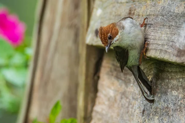 Natureza Vida Selvagem Endêmica Pássaro Bornéu Castanha Crested Yuhina Poleiro — Fotografia de Stock