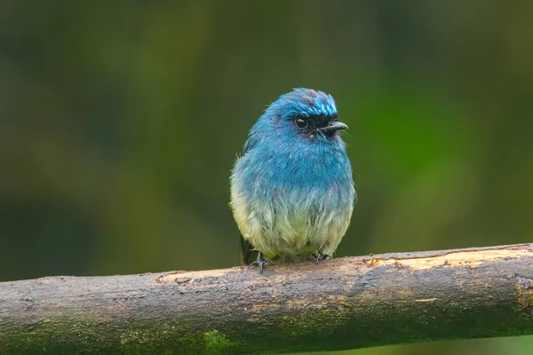 Beautiful blue color bird known as Indigo Flycatcher (Eumyias Indigo) on perch at nature habits in Sabah, Borneo