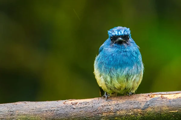 Красивая Голубая Птица Известная Индиго Flycatcher Eumyias Indigo Окуня Природу — стоковое фото