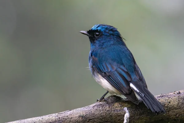Прекрасний Блакитний Птах Відомий Indigo Flycatcher Eumyias Indigo Сідалі Природних — стокове фото