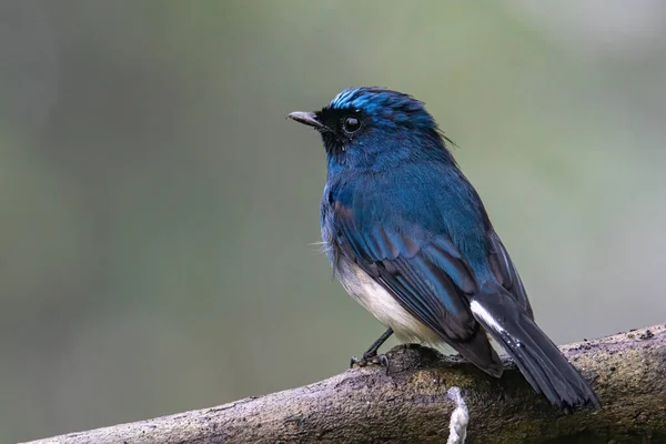 Gyönyörű Kék Színű Madár Ismert Indigo Flycatcher Eumyias Indigo Sügér — Stock Fotó