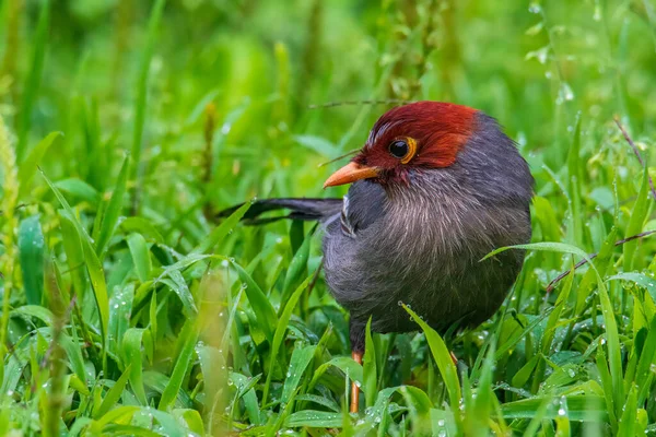 ボルネオのサバ州の自然の習慣に身を包んだ栗のフード付きの笑いの自然の野生動物のイメージ鳥 — ストック写真
